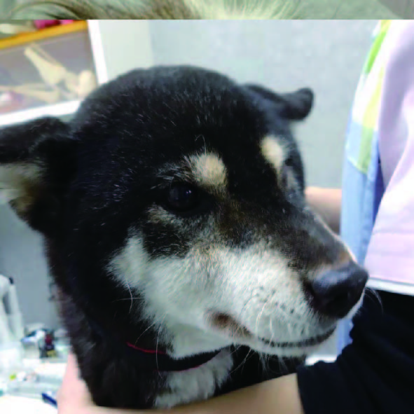 パソコン用の画像