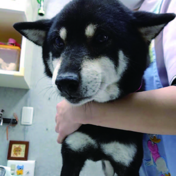 パソコン用の画像