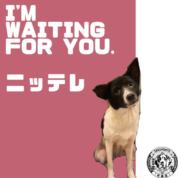 パソコン用の画像
