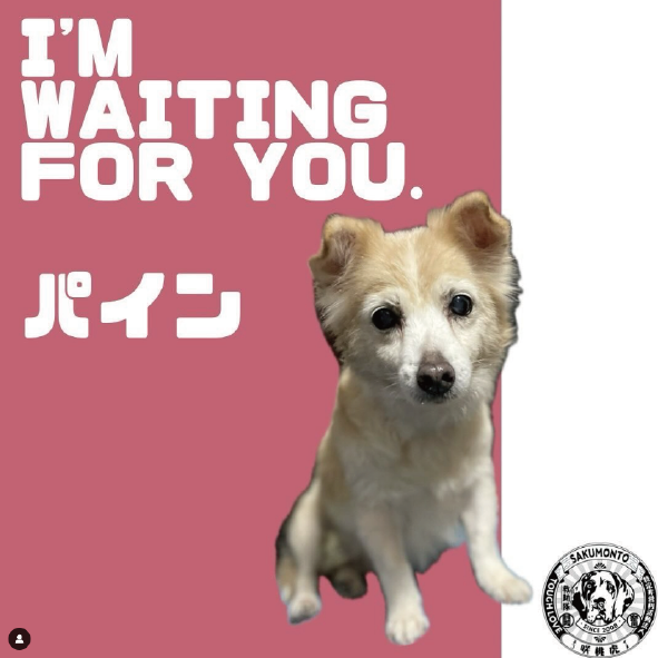 パソコン用の画像