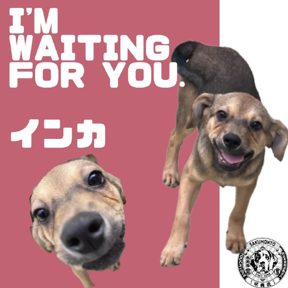 パソコン用の画像