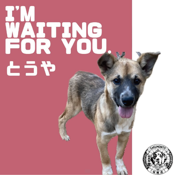 パソコン用の画像