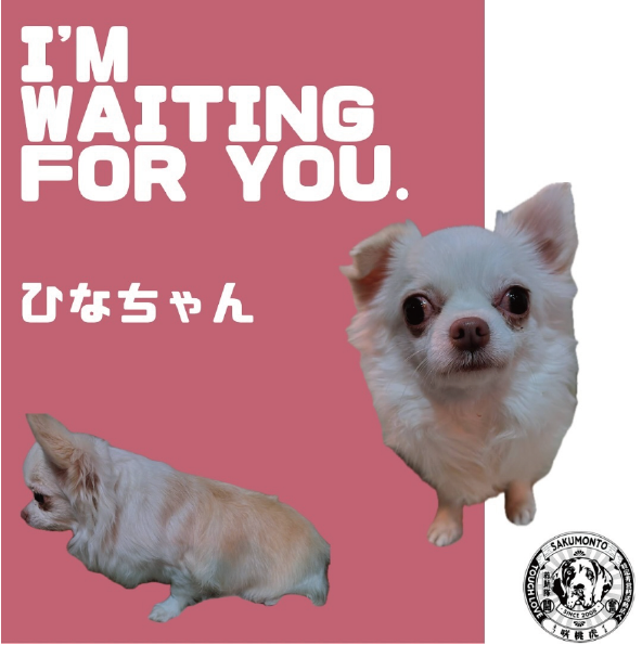 パソコン用の画像