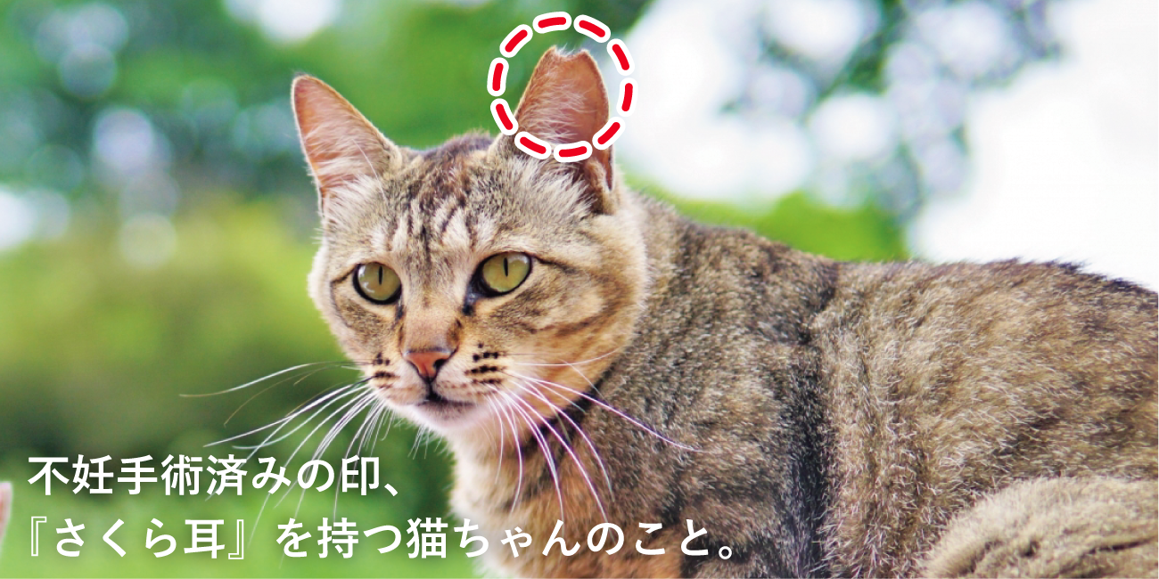 さくらねこ